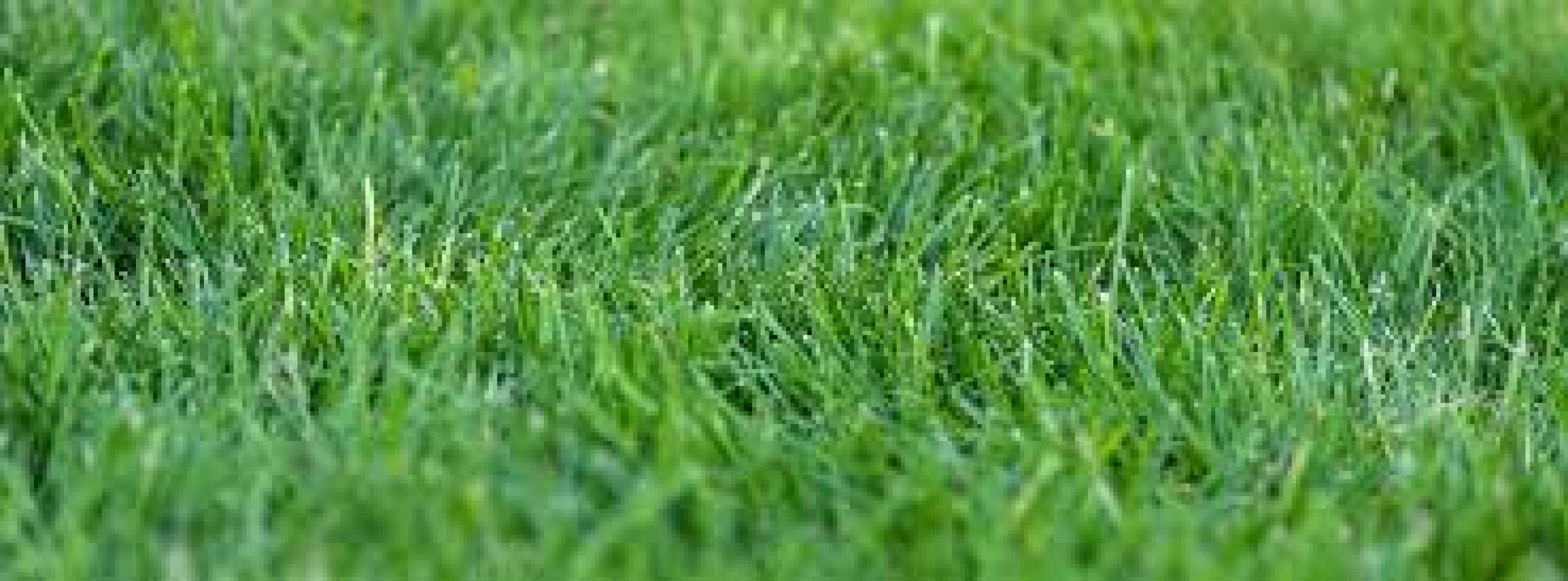 Buki  foto de cubierta