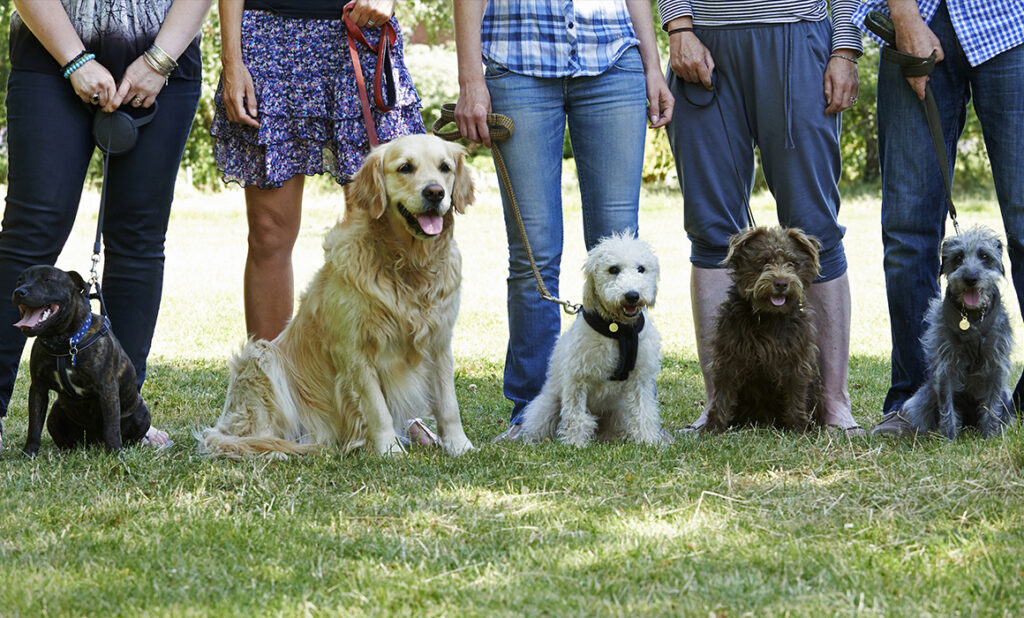 10-elementos-indispensables-con-los-que-debe-contar-un-parque-canino 10 Elementos indispensables para un parque canino