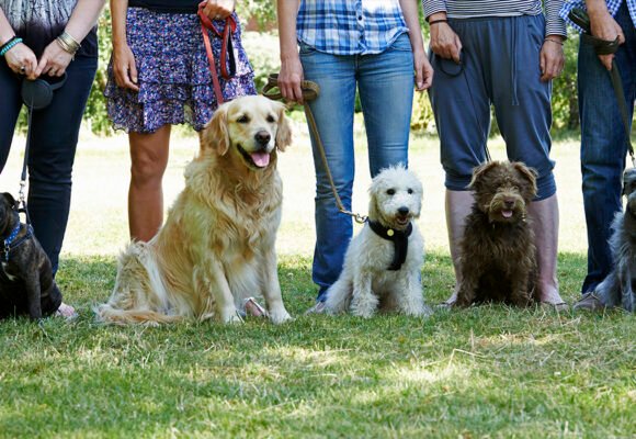 10 Elementos indispensables para un parque canino