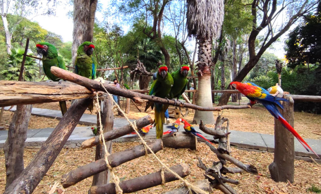 BLOG PORTADA 1160X700 (1) El Centro de Conservación de Vida Silvestre