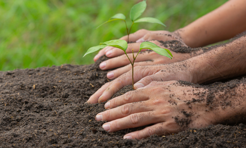 los-arboles-grandes-aliados-para-el-bienestar-urbano Los árboles, Grandes Aliados para el Bienestar Urbano