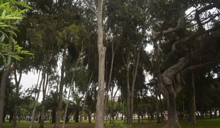Foto 2. Trepa de árbol de eucalipto en el distrito de San Borja