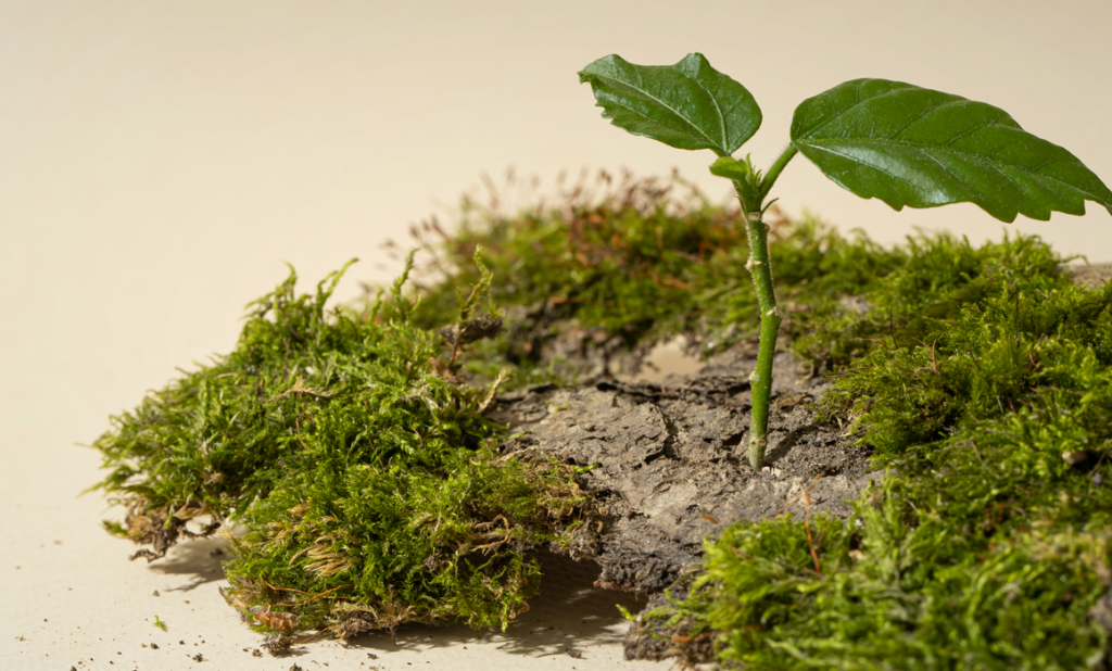 El Parque Urbano: Un Oasis En La Jungla De Asfalto