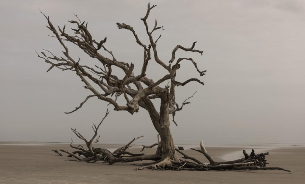 Una Solución a 2 Problemas Mundiales