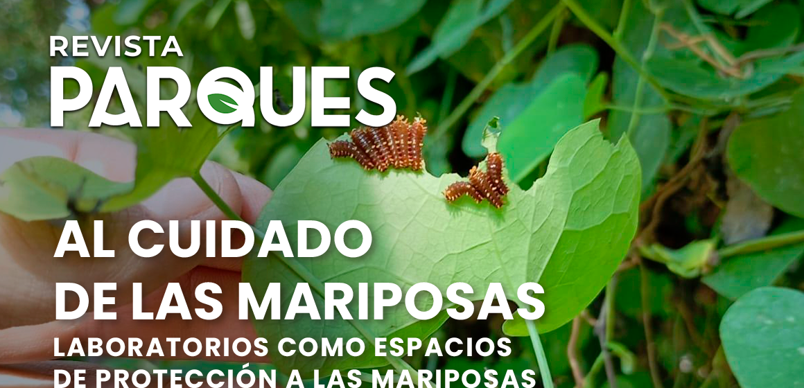 Al Cuidado de las Mariposas