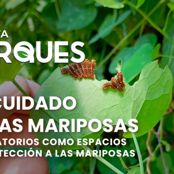 Al Cuidado de las Mariposas