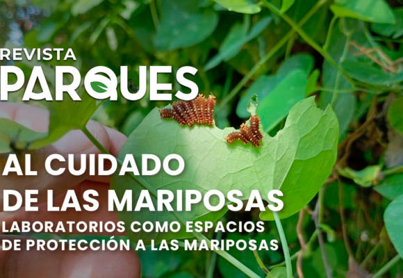 Al Cuidado de las Mariposas