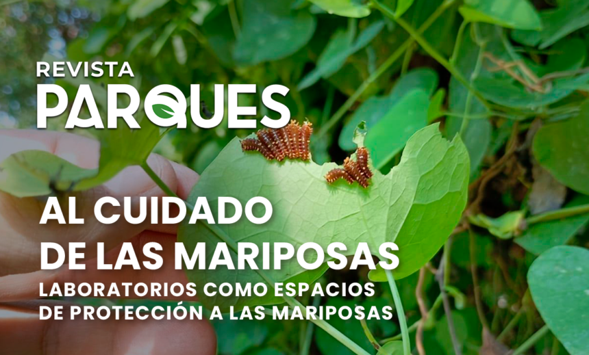 Al Cuidado de las Mariposas