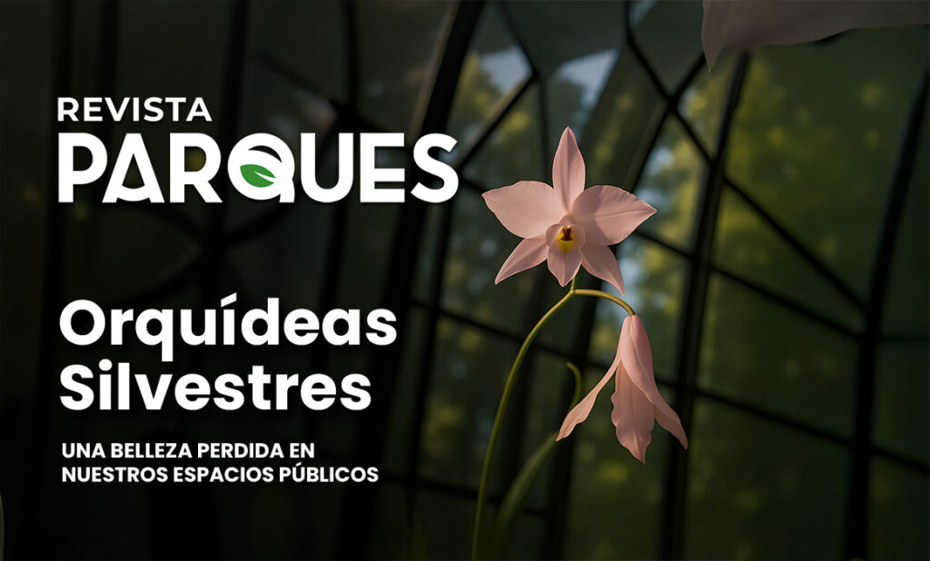 4 Blog orquídeas silvestres