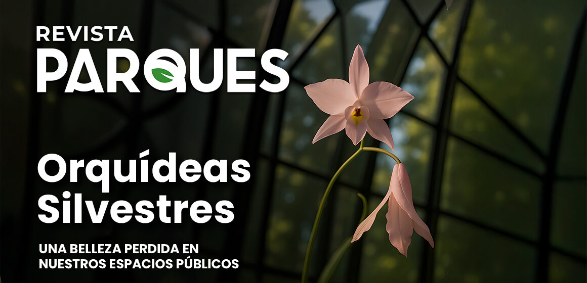 4 Blog orquídeas silvestres