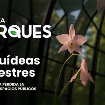 4 Blog orquídeas silvestres