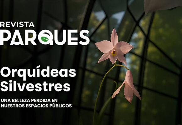 4 Blog orquídeas silvestres