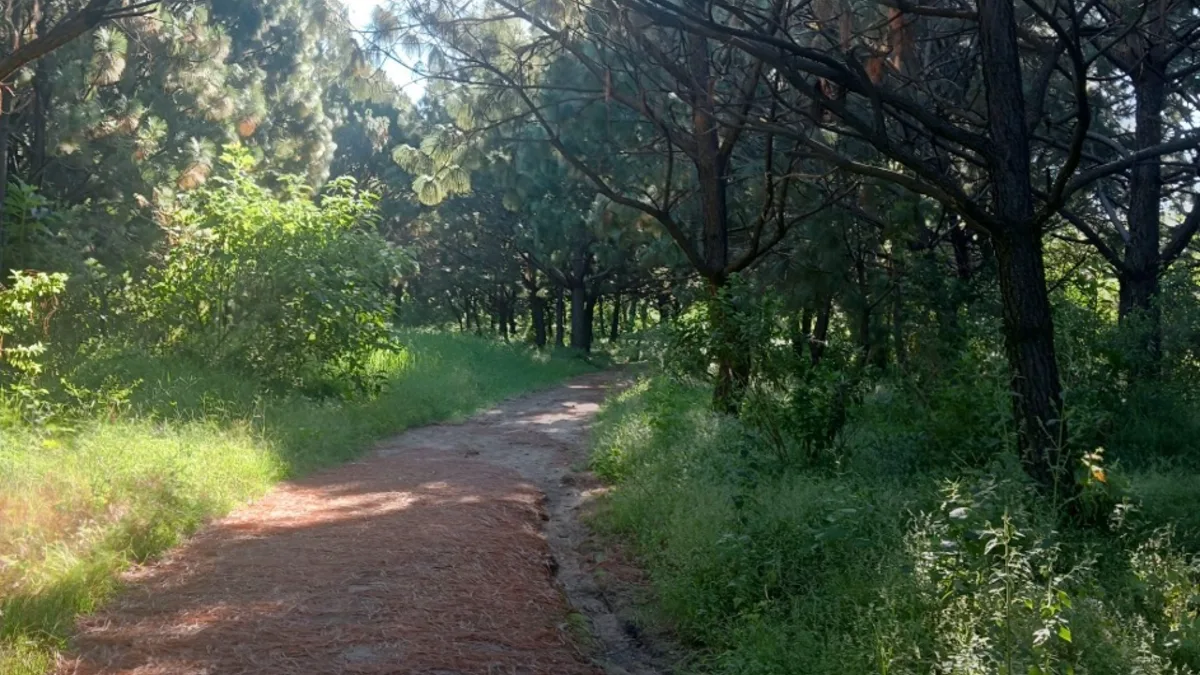 Sendero entre el bosque de pino de Colomos III con luz de la mañana