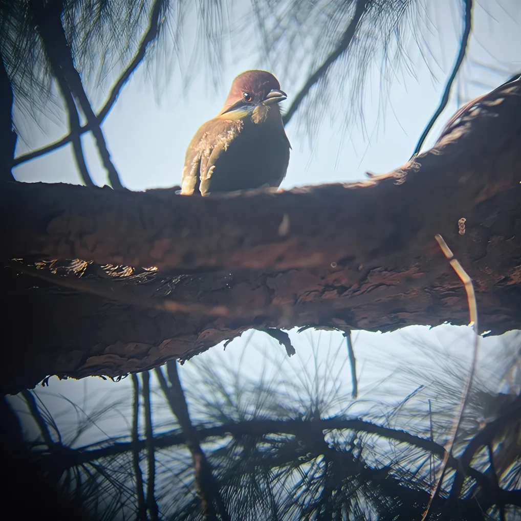 Momotus mexicanus perchado a contraluz sobre una rama de pino en Colomos III