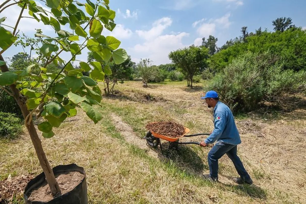 Trabajador realizando labores de reforestación con plantas nativas en Colomos III