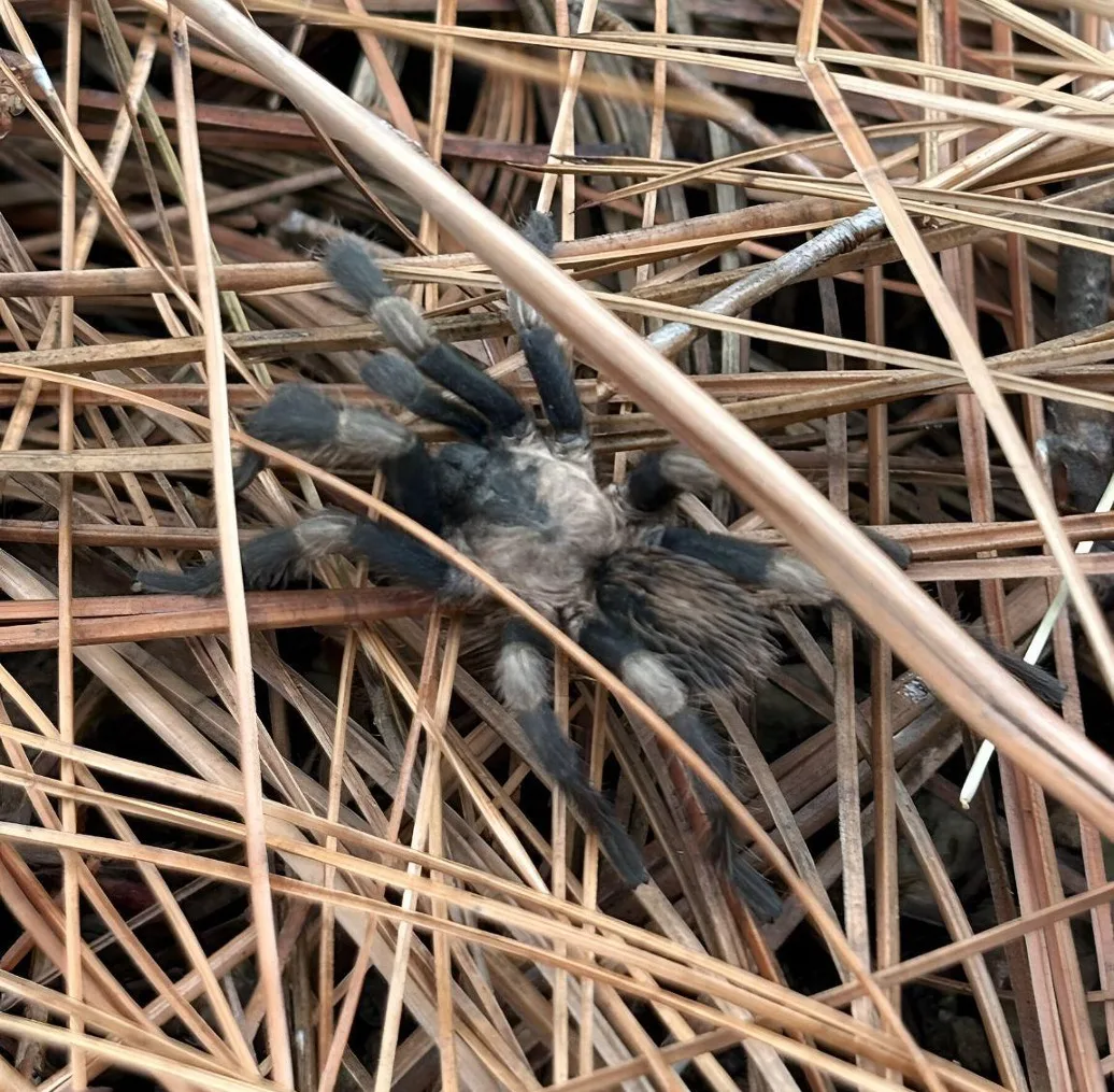 Tarántula Magnacarina primaverensis en zona rocosa entre acículas de pino