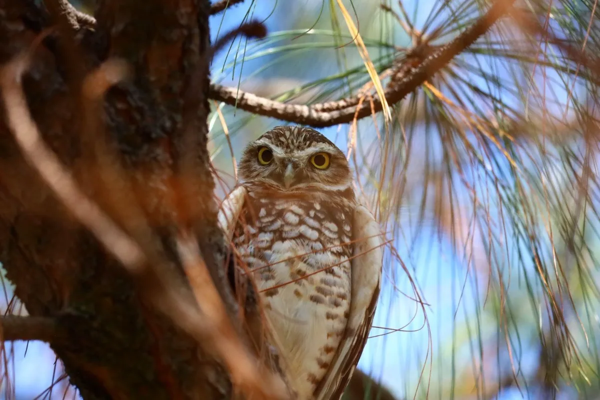 Tecolote llanero, Athene cunicularia, posado en un pino del bosque Colomos III